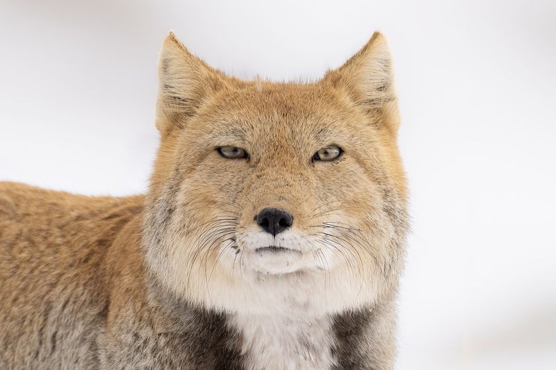 Tibetan Fox: Square-Faced Hunter