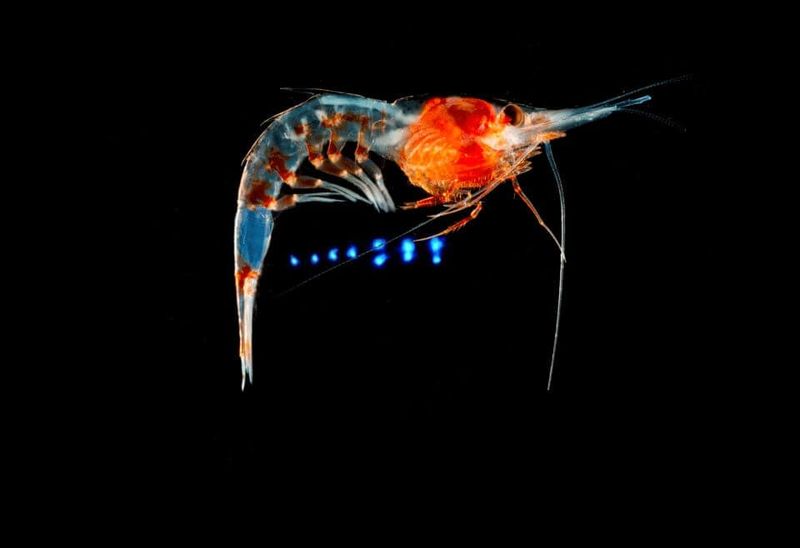 Deep-Sea Shrimp