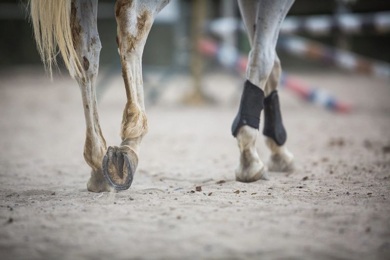 Former Racehorses With Injuries