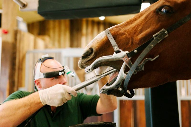 The Wolf Teeth Removal Procedure Explained