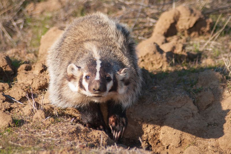 Desert Cheetah: American Badger