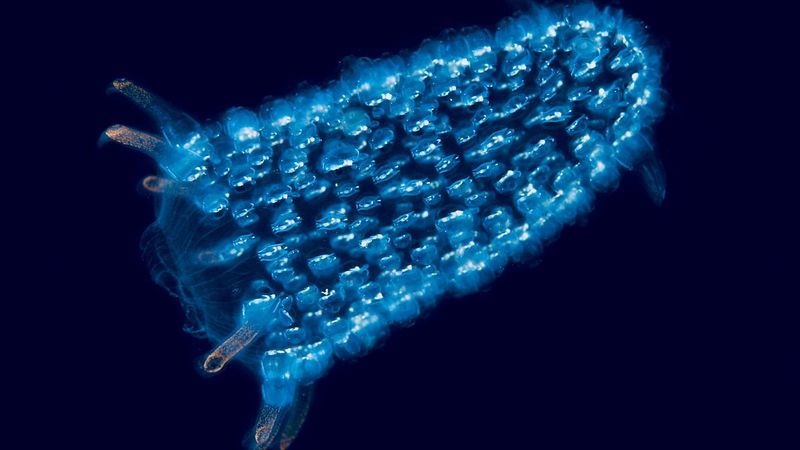 Floating Marvels: Pyrosomes