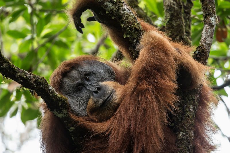 Tapanuli Orangutan: Earth's Rarest Great Ape