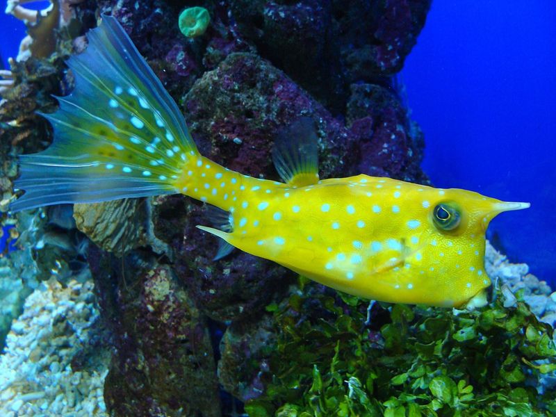 Cowfish
