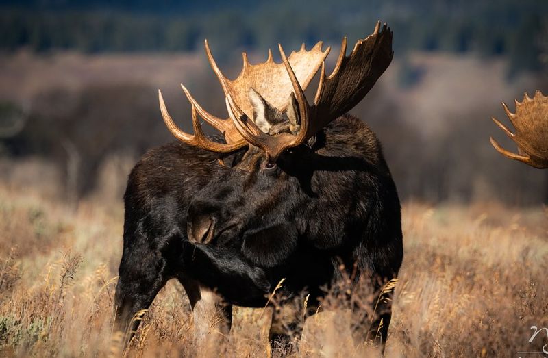 Ignoring Warning Signs Of Aggression
