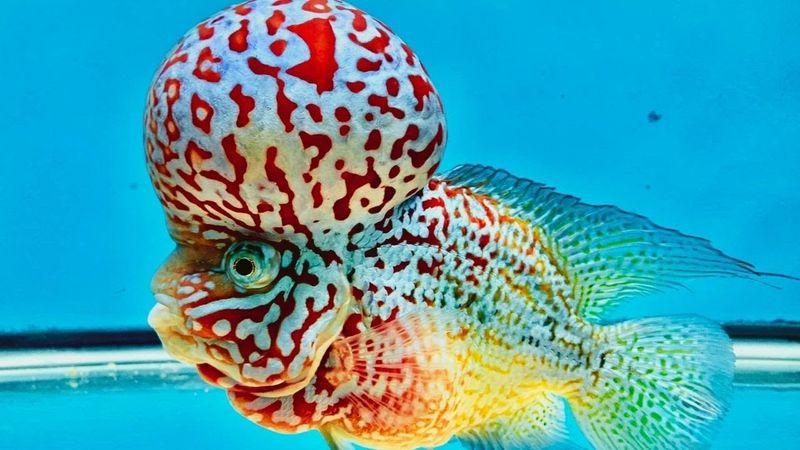 Flowerhorn Cichlid: The Feng Shui Favorite