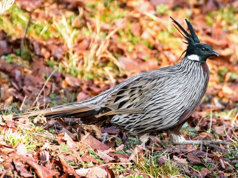 Koklass Pheasant's Forest Camouflage