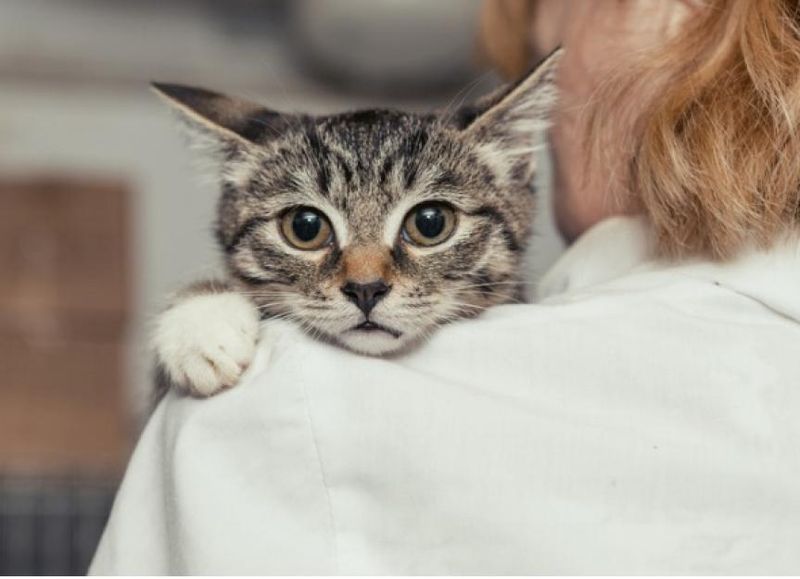 Anxiety Attack Alleviator