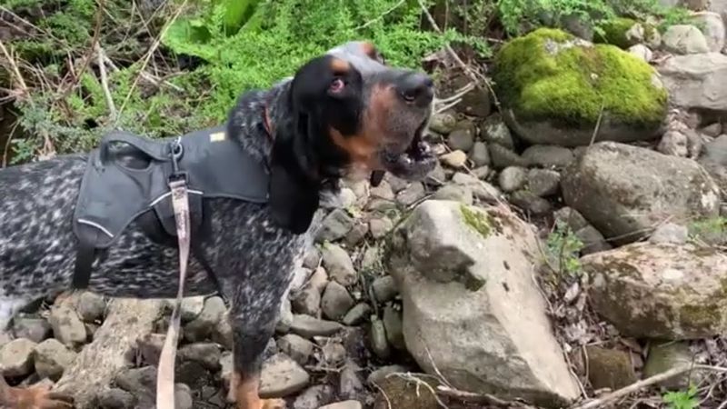 Coonhound