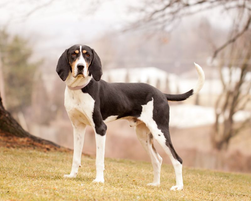Coonhound