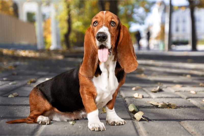 Basset Hounds: Not Made For Busy Lifestyles