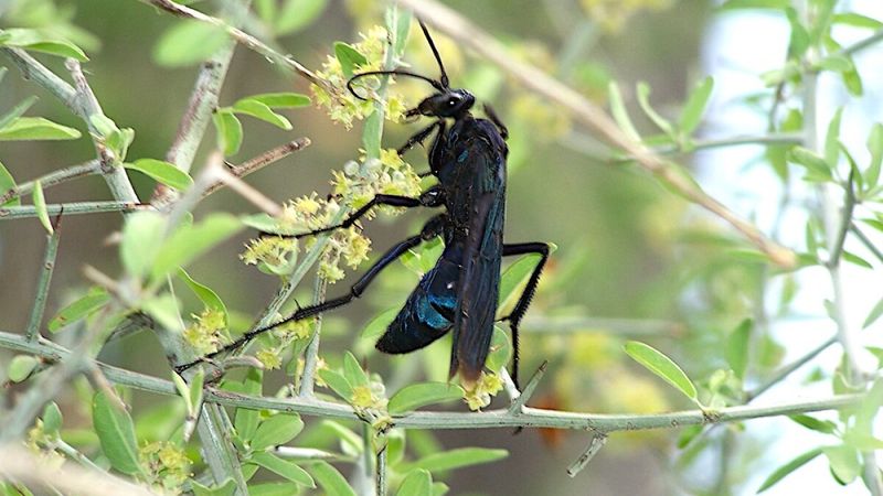 Blue Dart Wasp