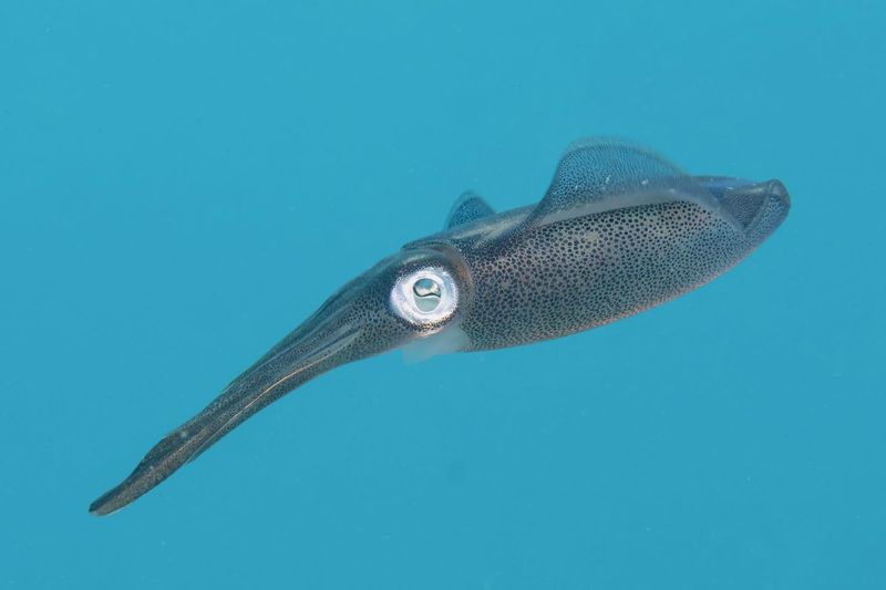 Giant Squid Mysteries