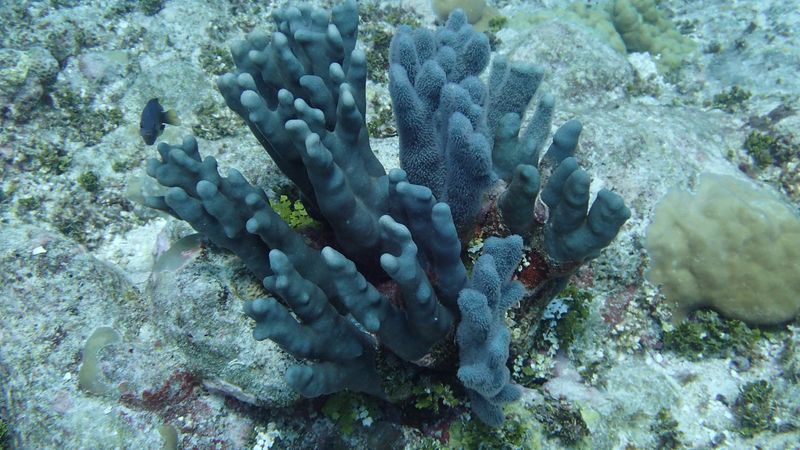 Blue Coral