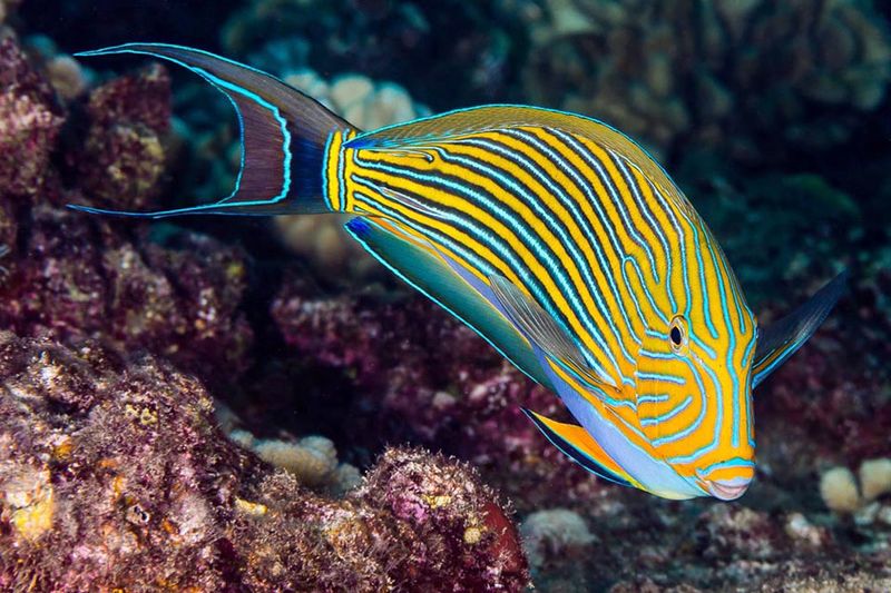 Blue Lined Surgeonfish
