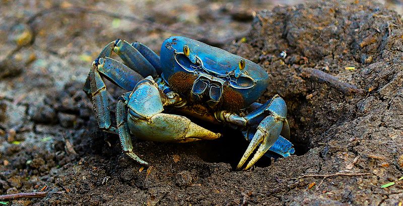 Blue Land Crab
