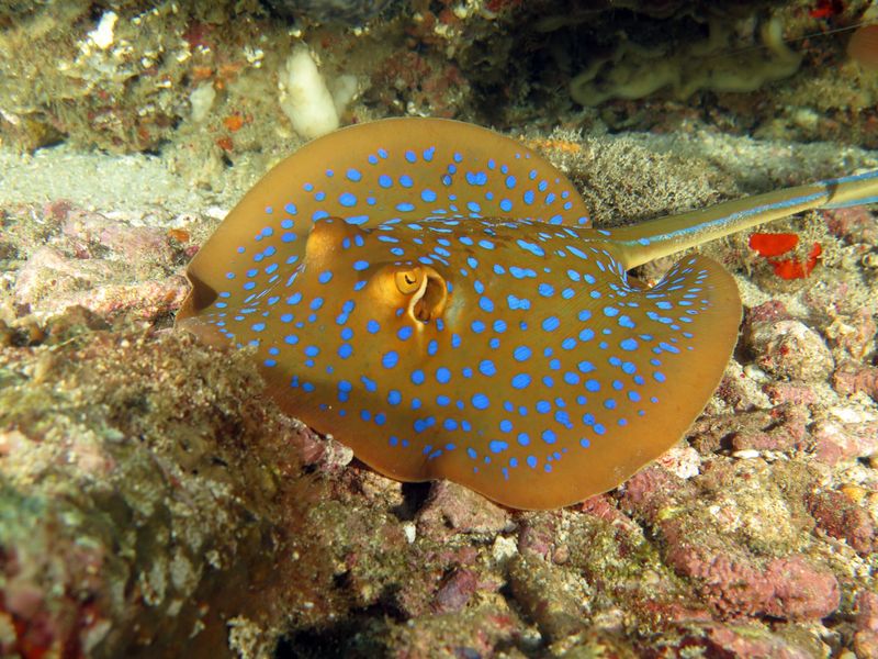 Blue-Spotted Stingray