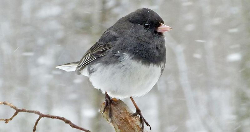 Dark-eyed Junco