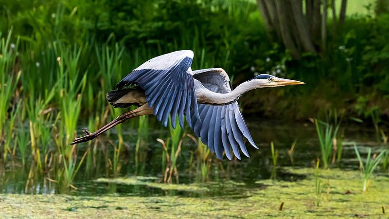 Great Blue Heron - The Statuesque Fisherman