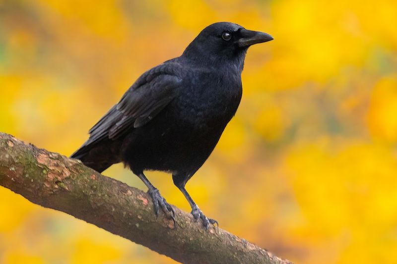 American Crow - The Clever Opportunist