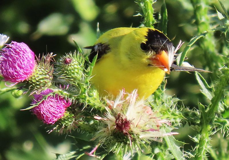 Goldfinch's Sunshine Display