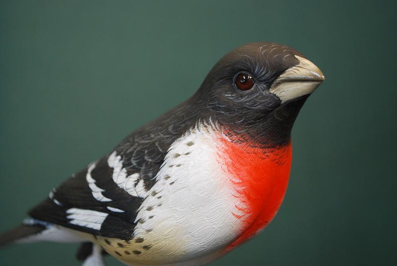 Rose-Breasted Grosbeaks