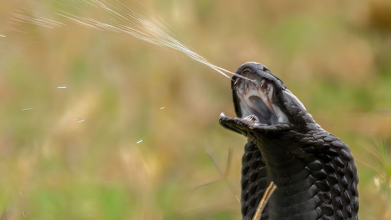 Philippine Cobra