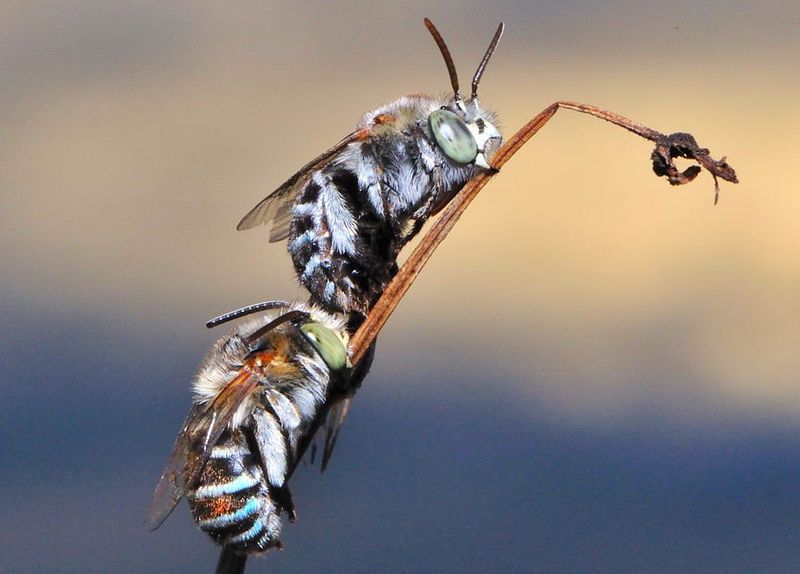 Blue-Banded Bee