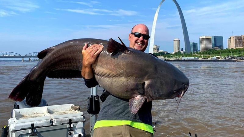 Giant Catfish