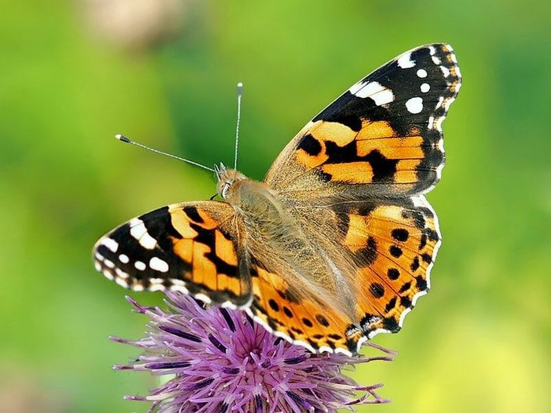 Painted Lady