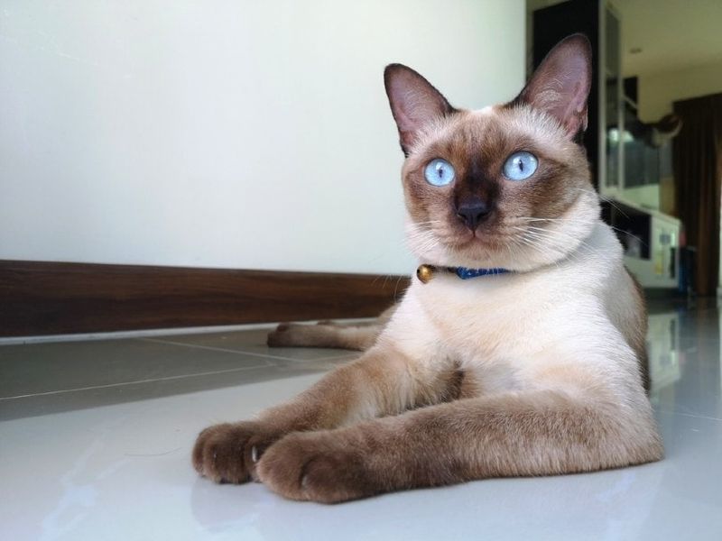 Chocolate Point Siamese: The Sweet Charmer