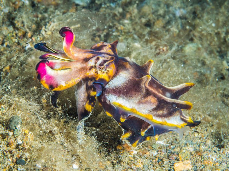 Flamboyant Cuttlefish
