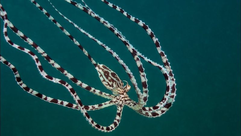 Mimic Octopus