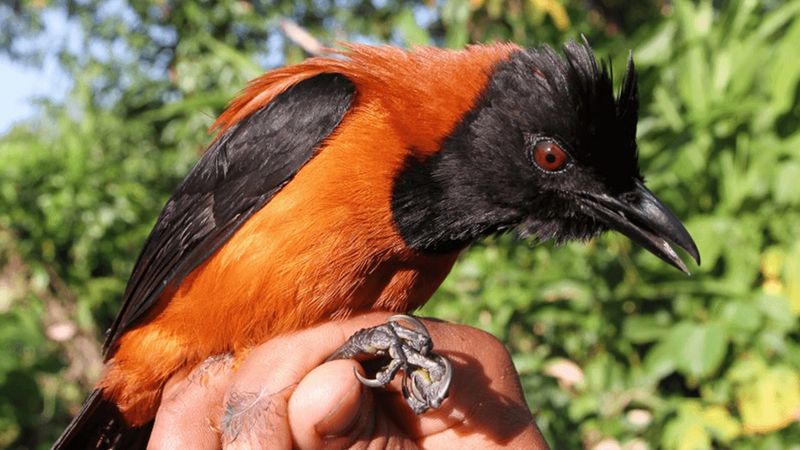 Hooded Pitohui: The Toxic Songbird