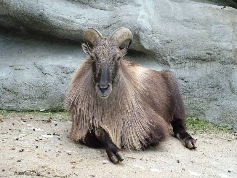 Himalayan Tahr