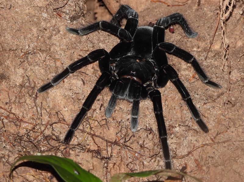 Greater Blue-Ringed Tarantula