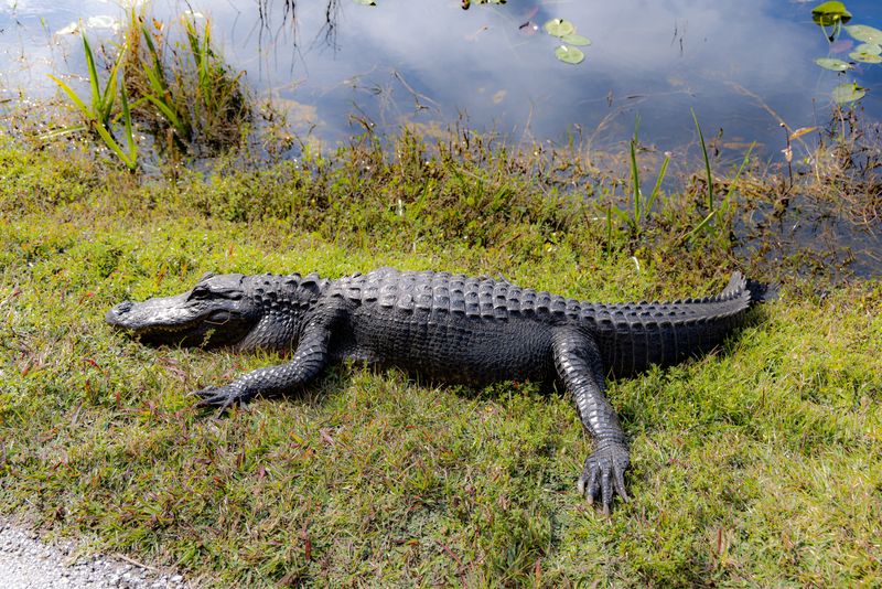 Shark Valley (Everglades)