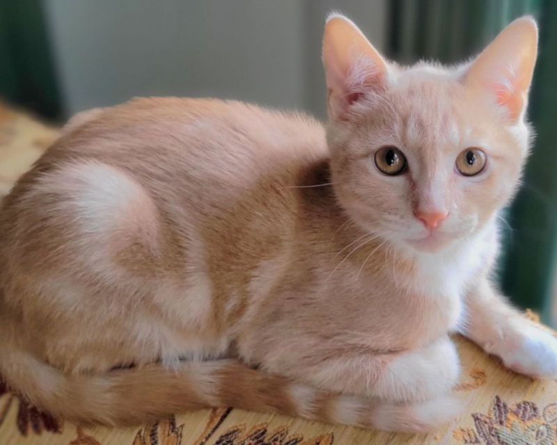 Cream Tabby