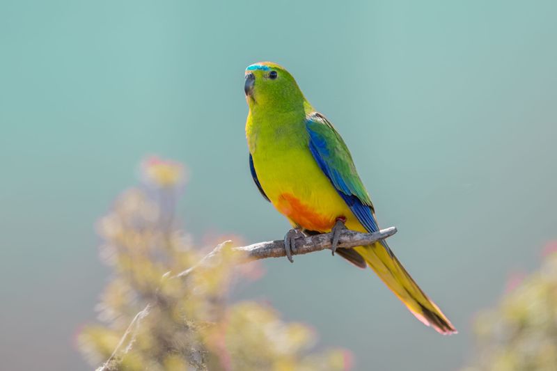 Orange-bellied Parrot - Tiny Migrator