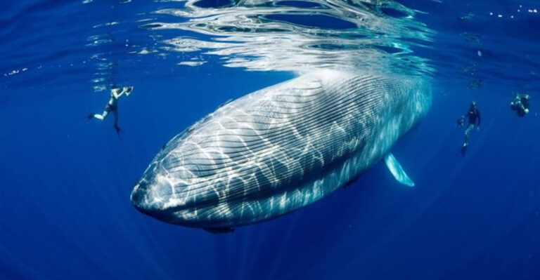 Meet The Majestic Giant That Rules The Ocean