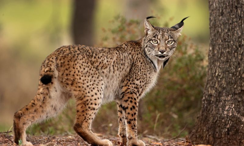 Iberian Lynx Leaps Back From The Brink