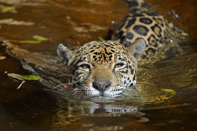 Jaguar – Spotted Shadow Of The Amazon