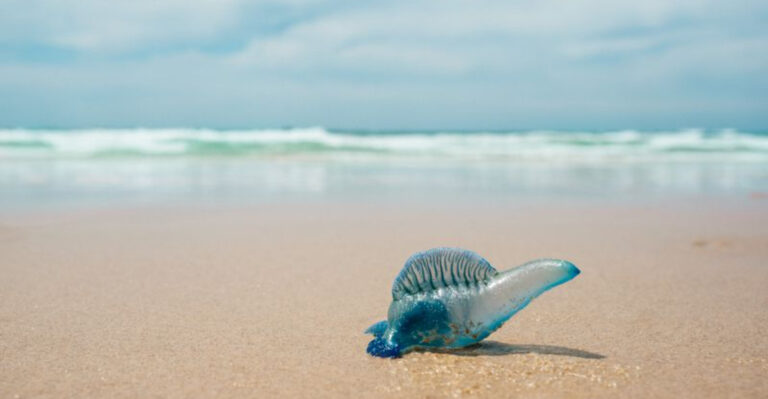Bluebottles: Beautiful To Look At, But Dangerous To Touch – Explore The Four Species