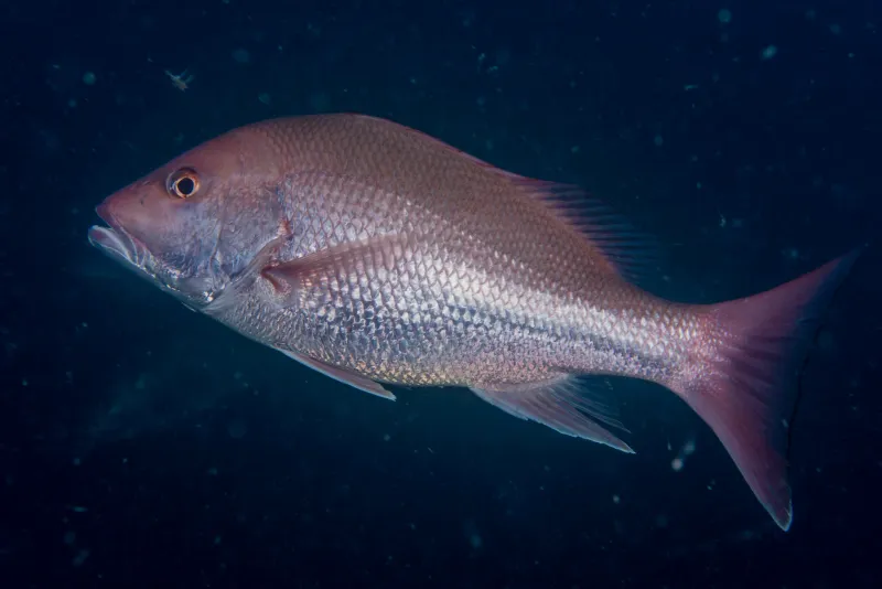 Red Snapper – The Southern Delicacy Under Pressure