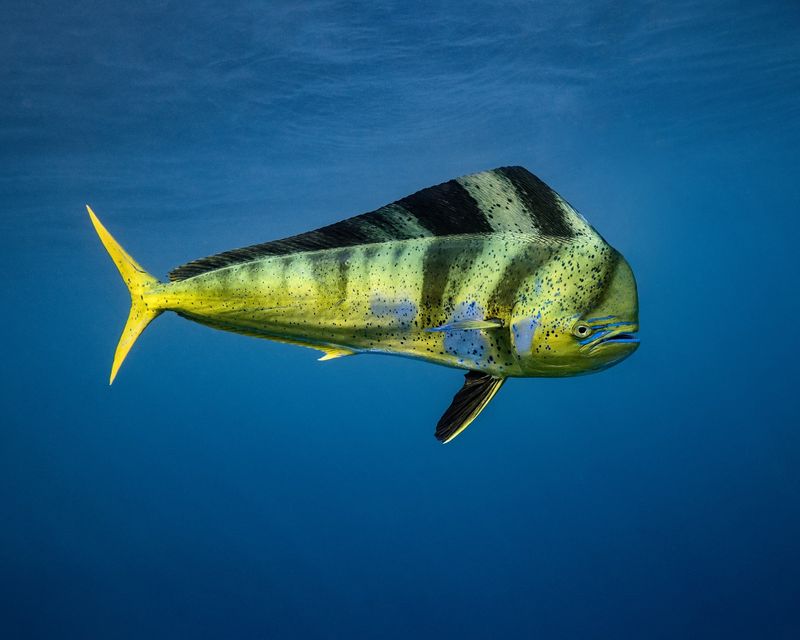 Mahi-Mahi