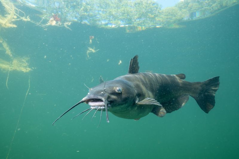 Channel Catfish: Bottom-Cleaning Machines