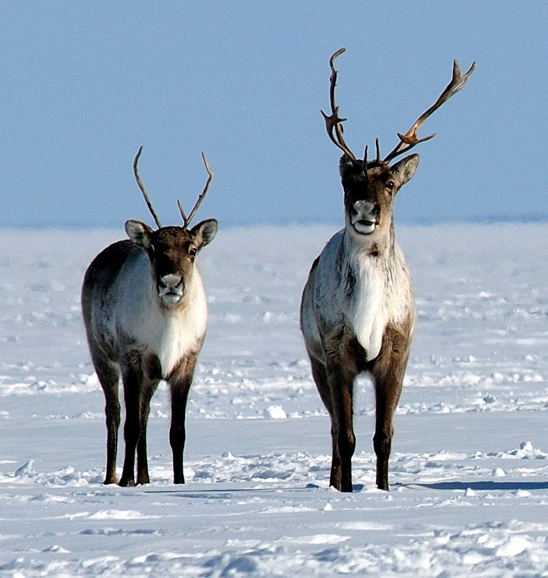 Bluenose-West Caribou Herd