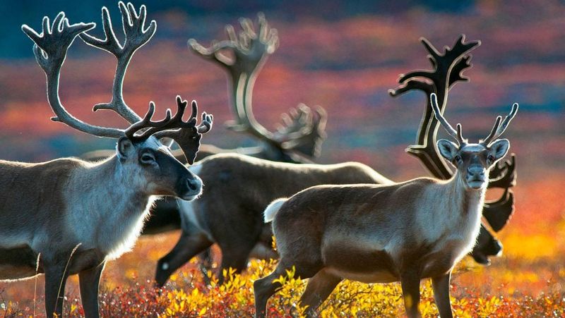 Cape Bathurst Caribou Herd