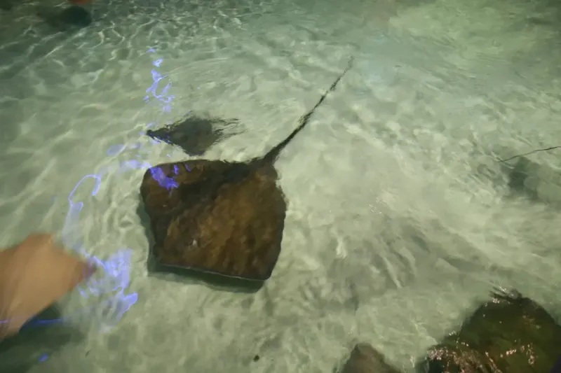 Roughtail Stingray's Thorny Warning