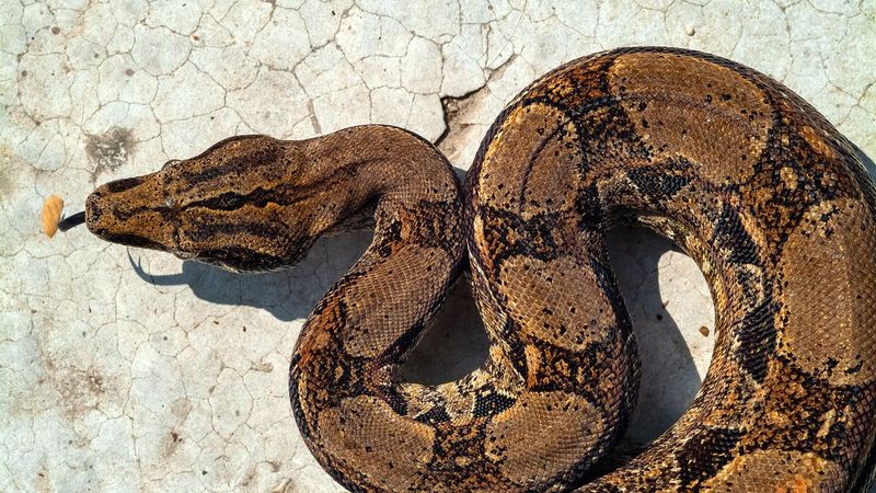 Largest Boa Found In The Amazon Basin